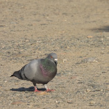 カワラバト 公園 2022年5月3日(火)