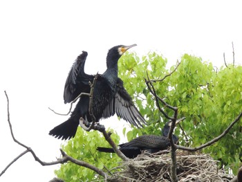 Sat, 4/23/2022 Birding report at 横十間川親水公園(東京都江東区)