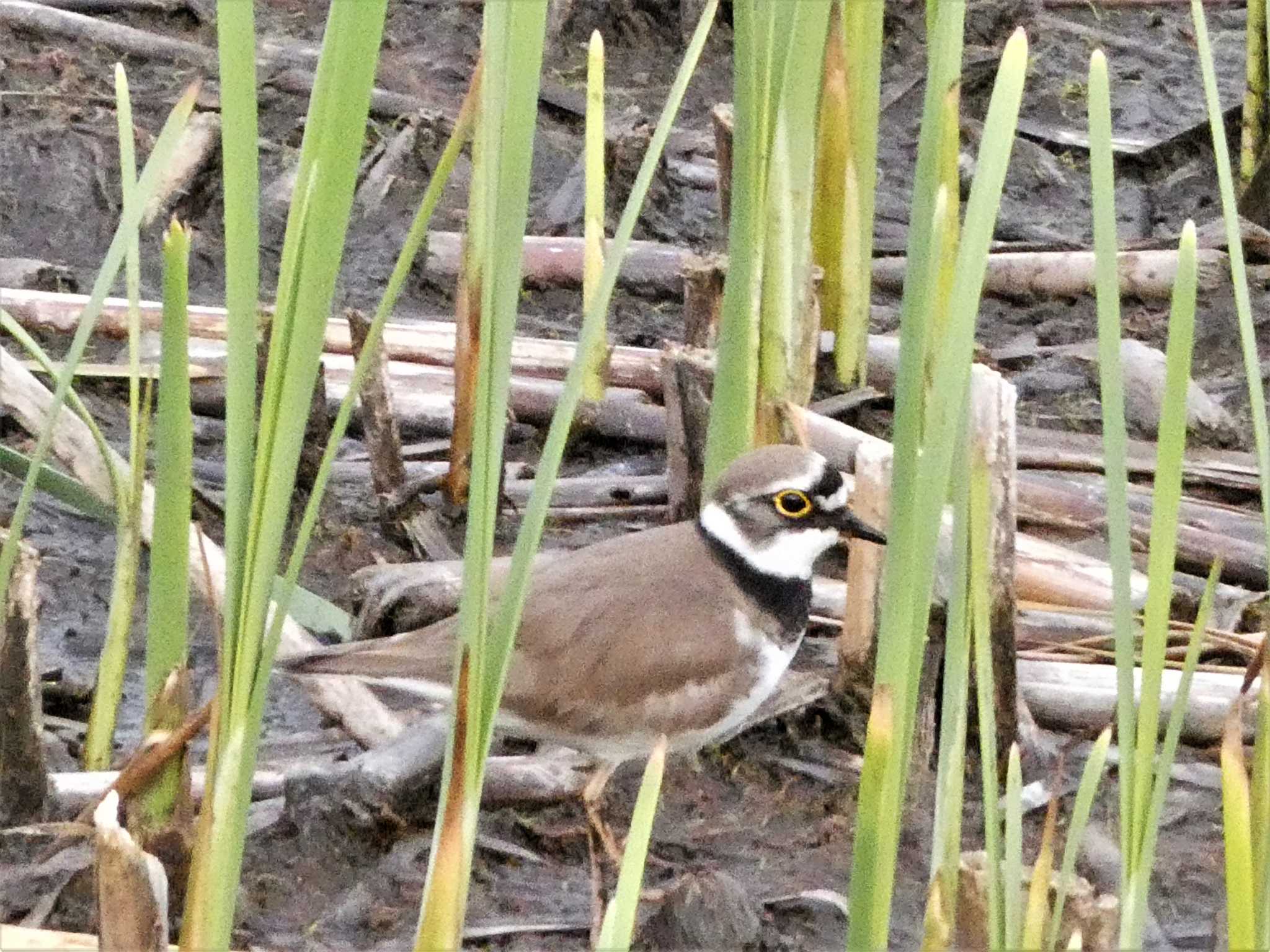 Little Ringed Plover