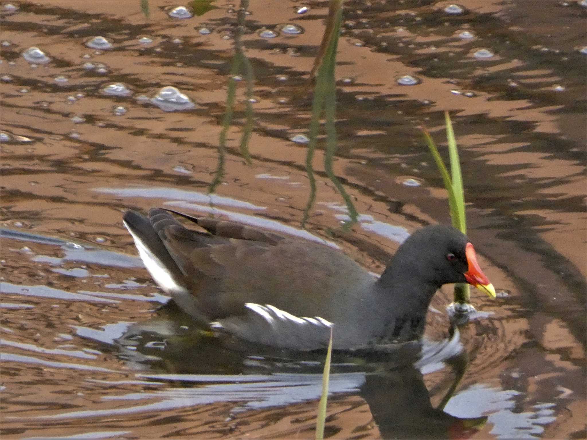 Common Moorhen