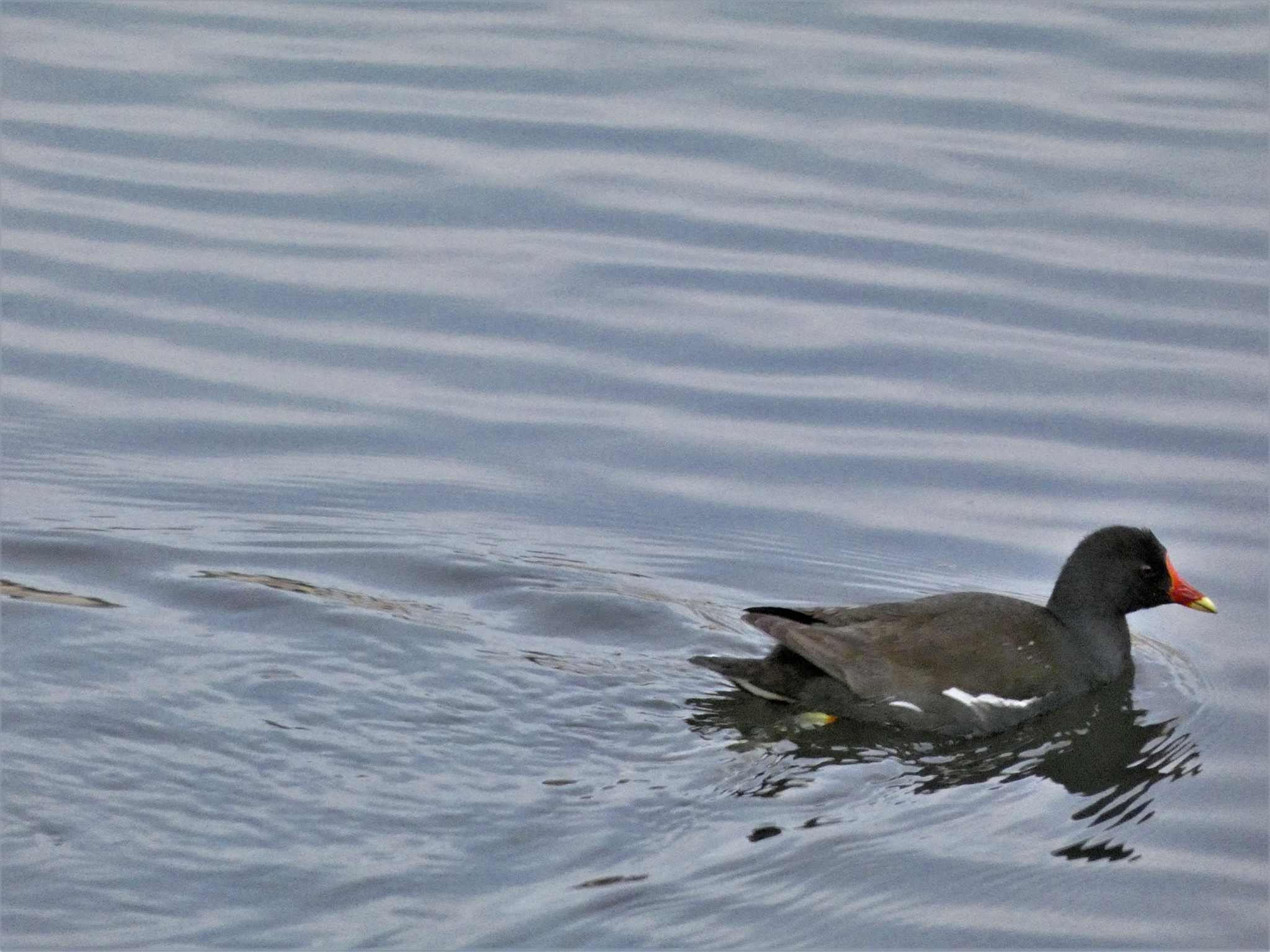 Common Moorhen