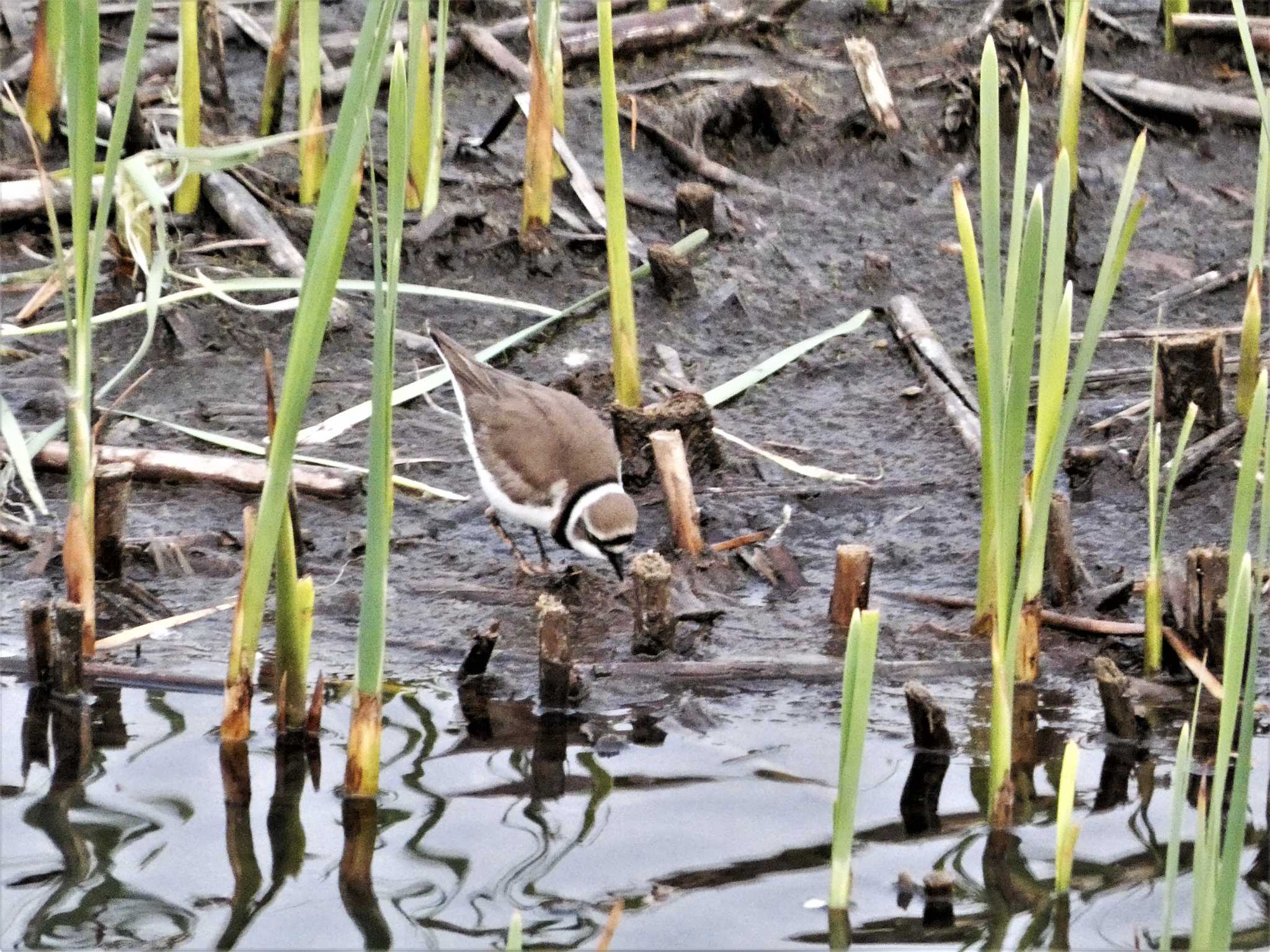 Little Ringed Plover