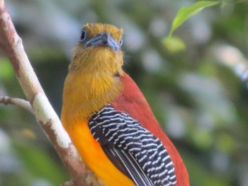 Orange-breasted Trogon マレーシア Thu, 2/21/2013