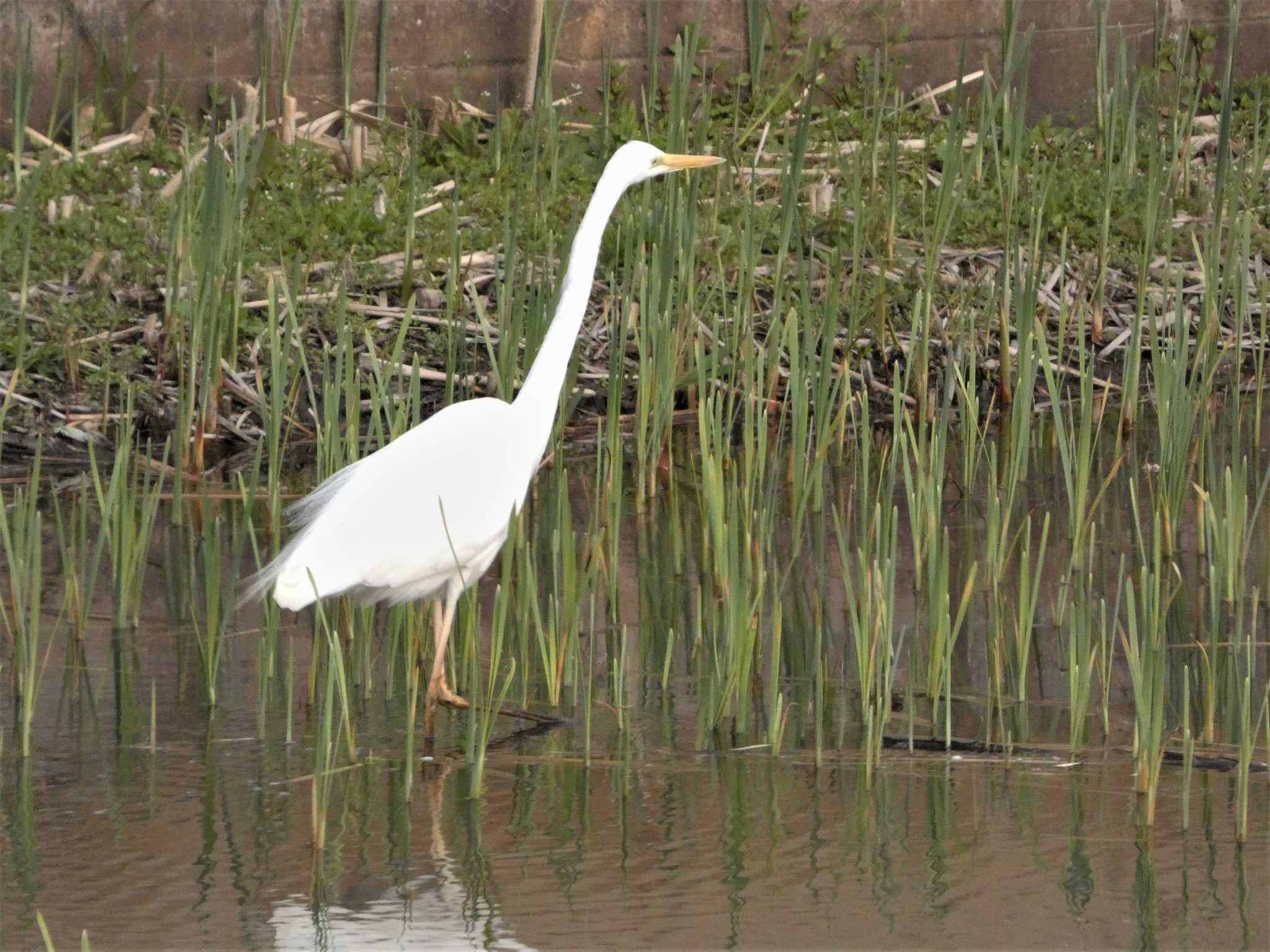 Photo of Great Egret at 金井遊水地(金井遊水池) by koshi