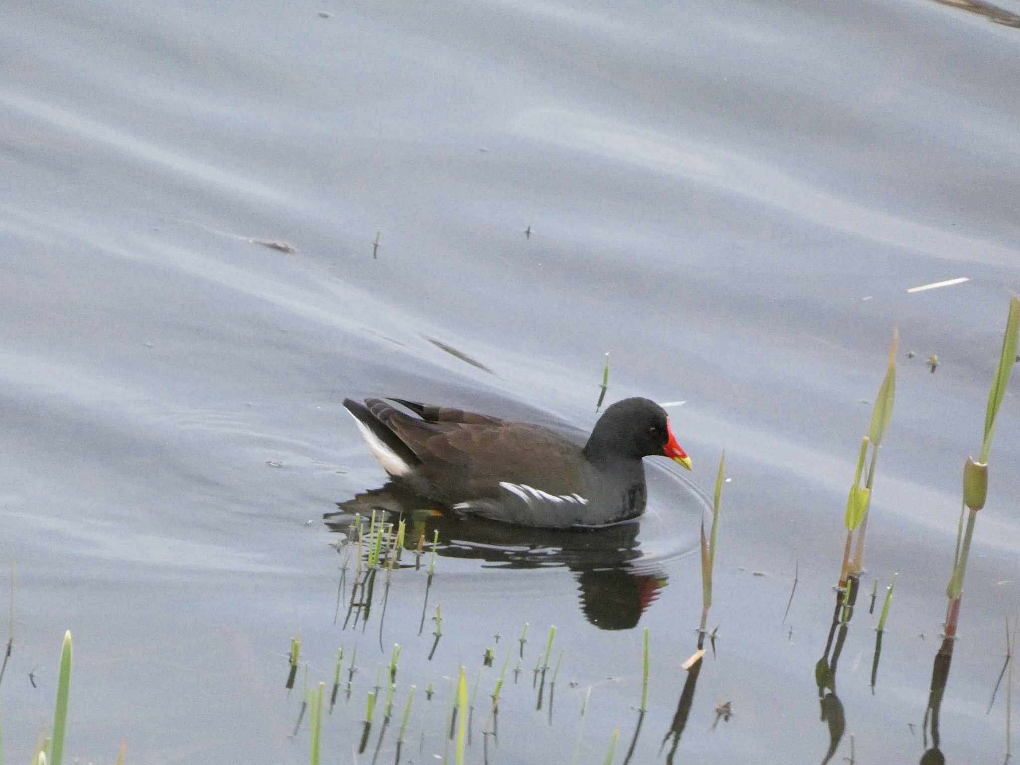 Common Moorhen