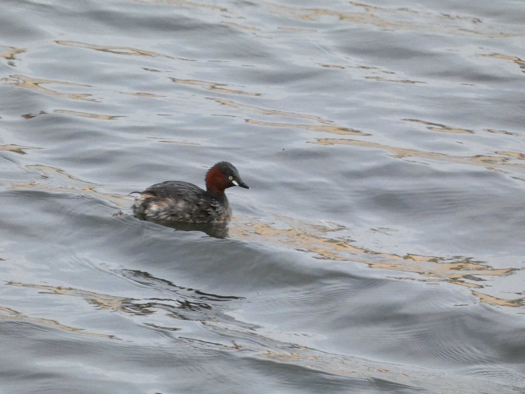 Little Grebe