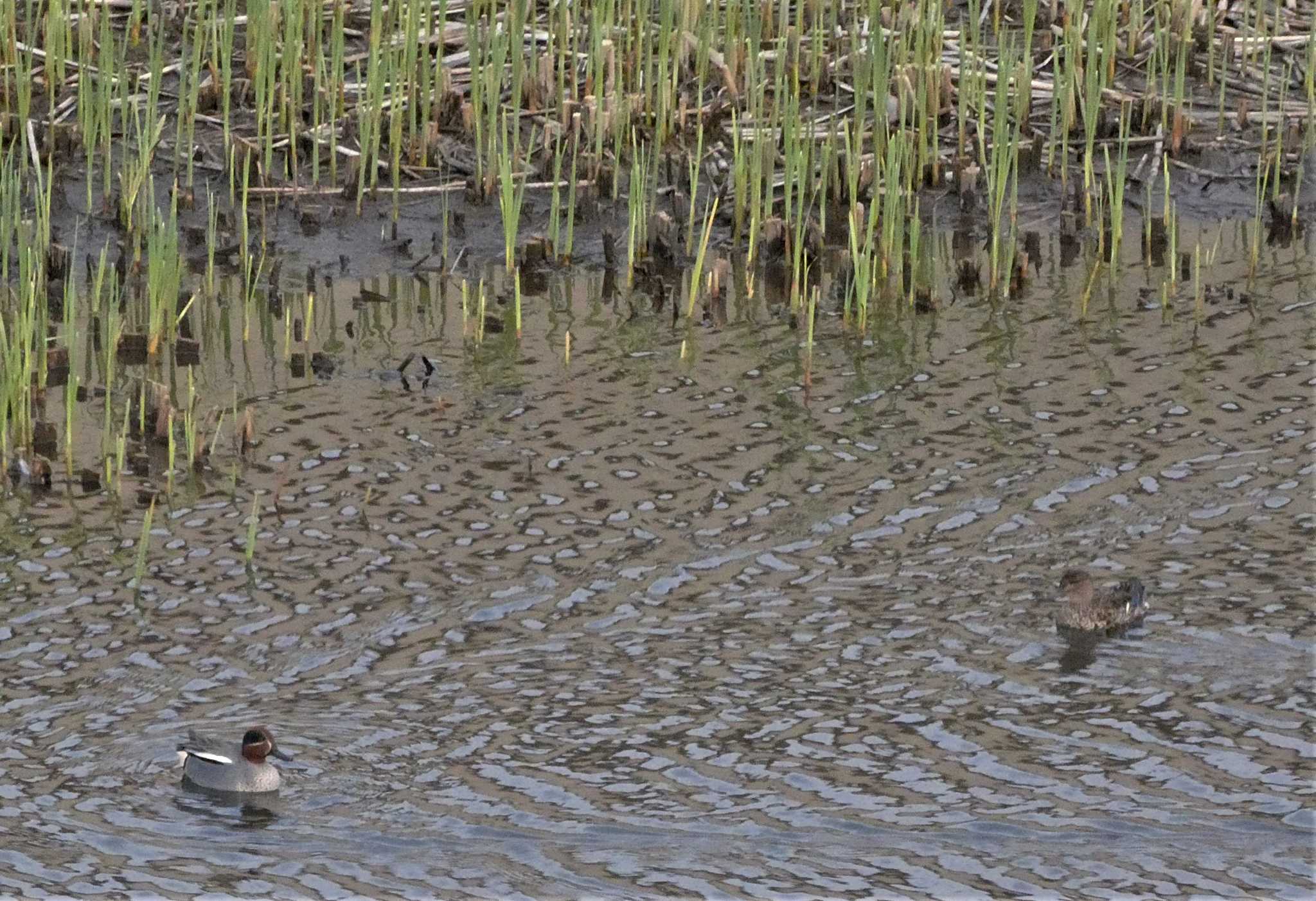 Eurasian Teal