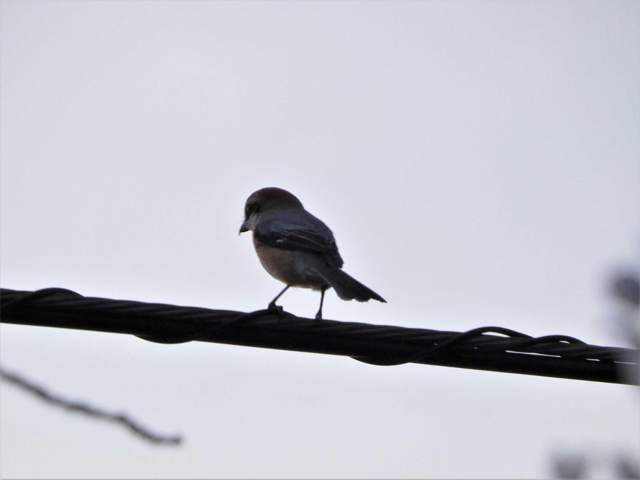 Bull-headed Shrike