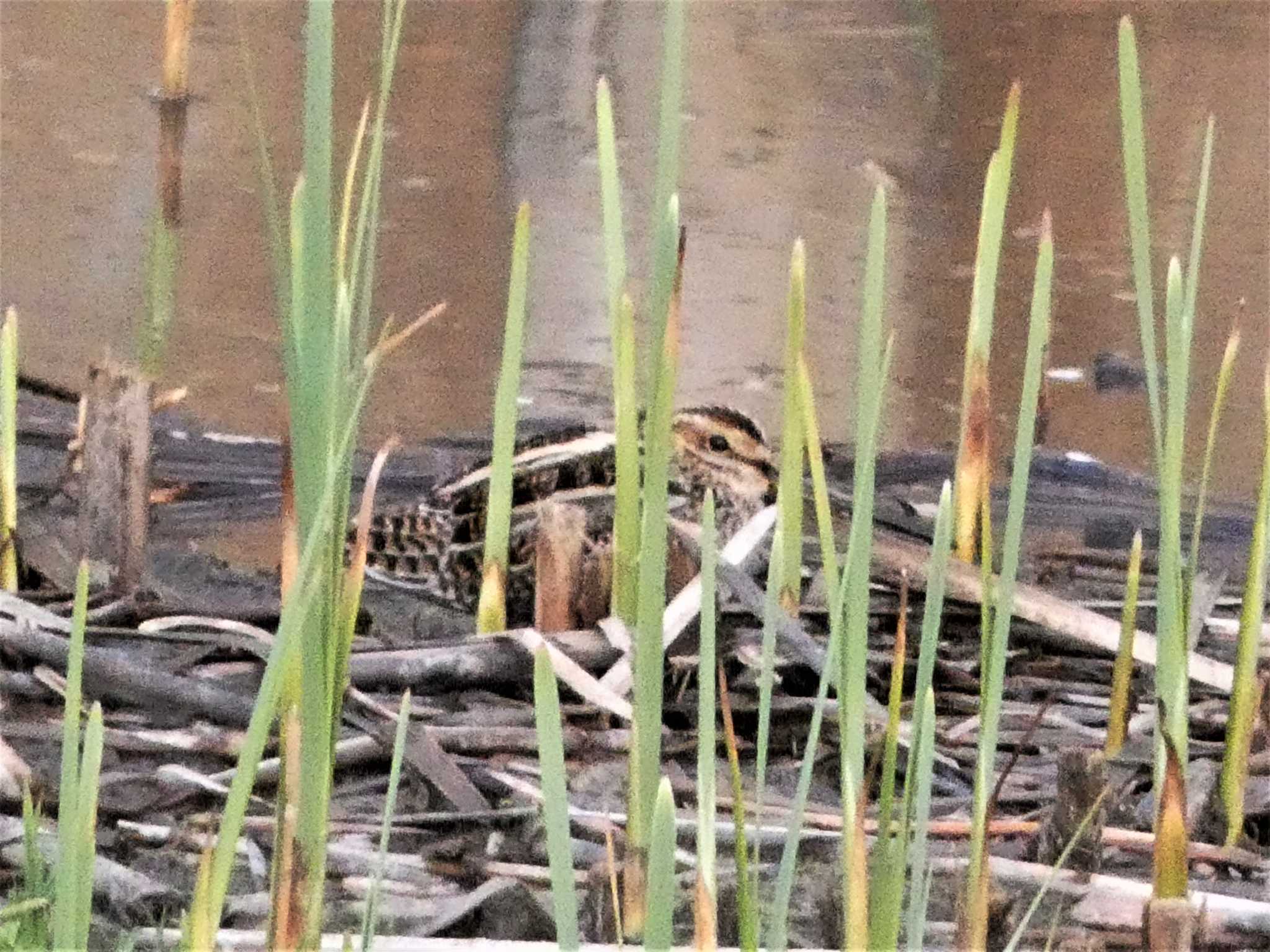 Common Snipe