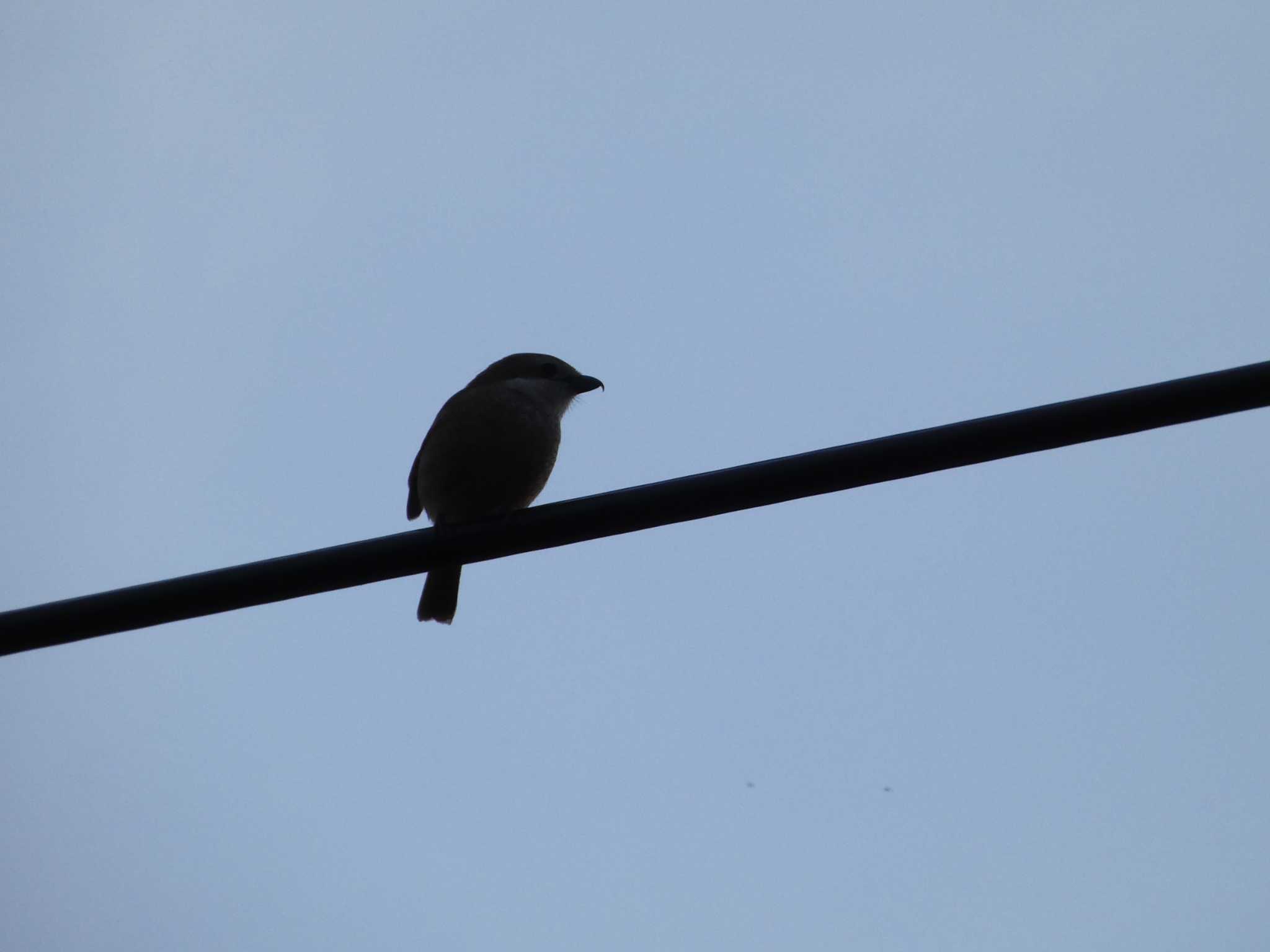 Bull-headed Shrike