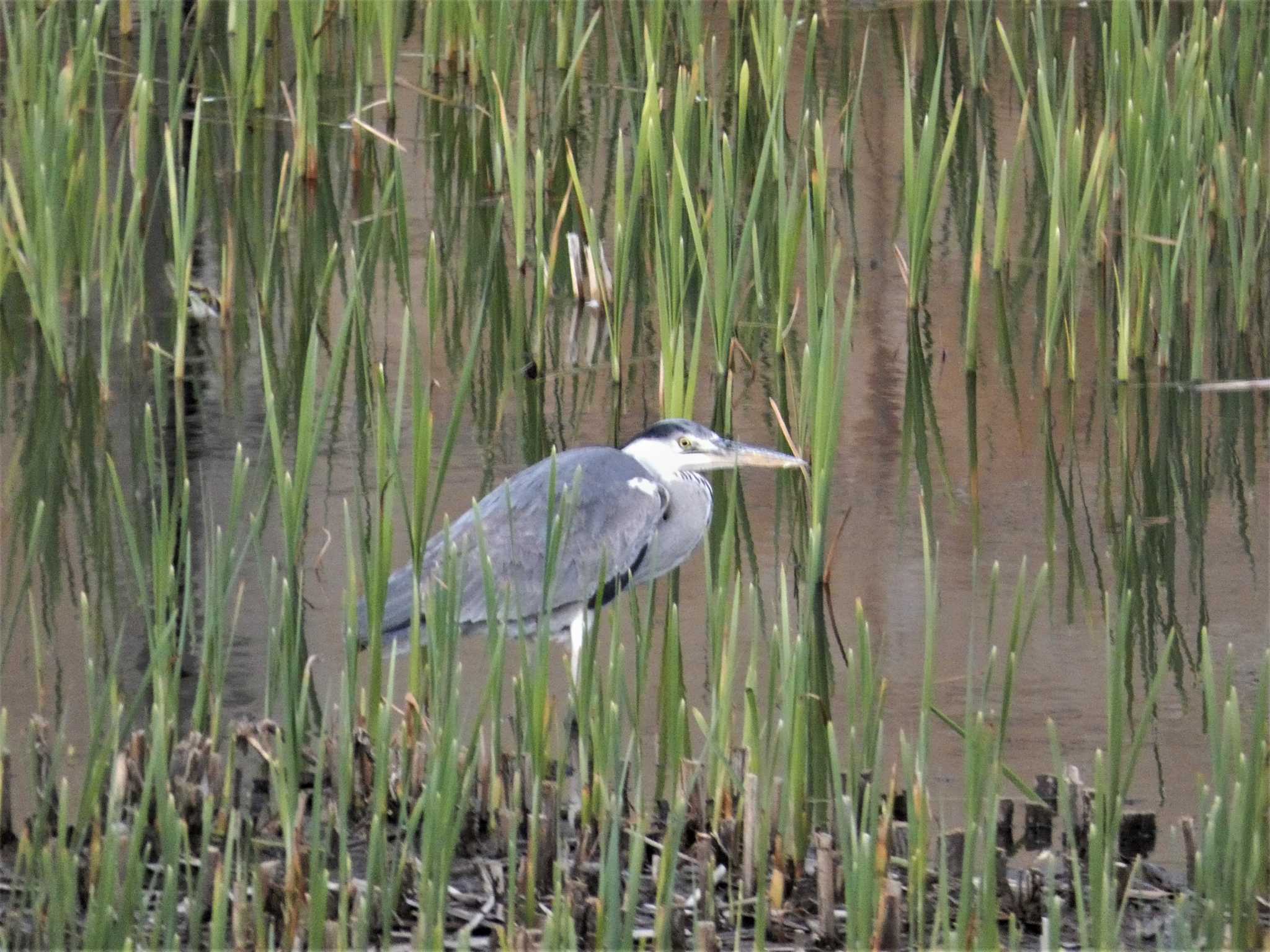 Grey Heron