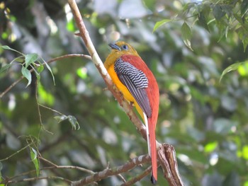 Orange-breasted Trogon マレーシア Thu, 2/21/2013