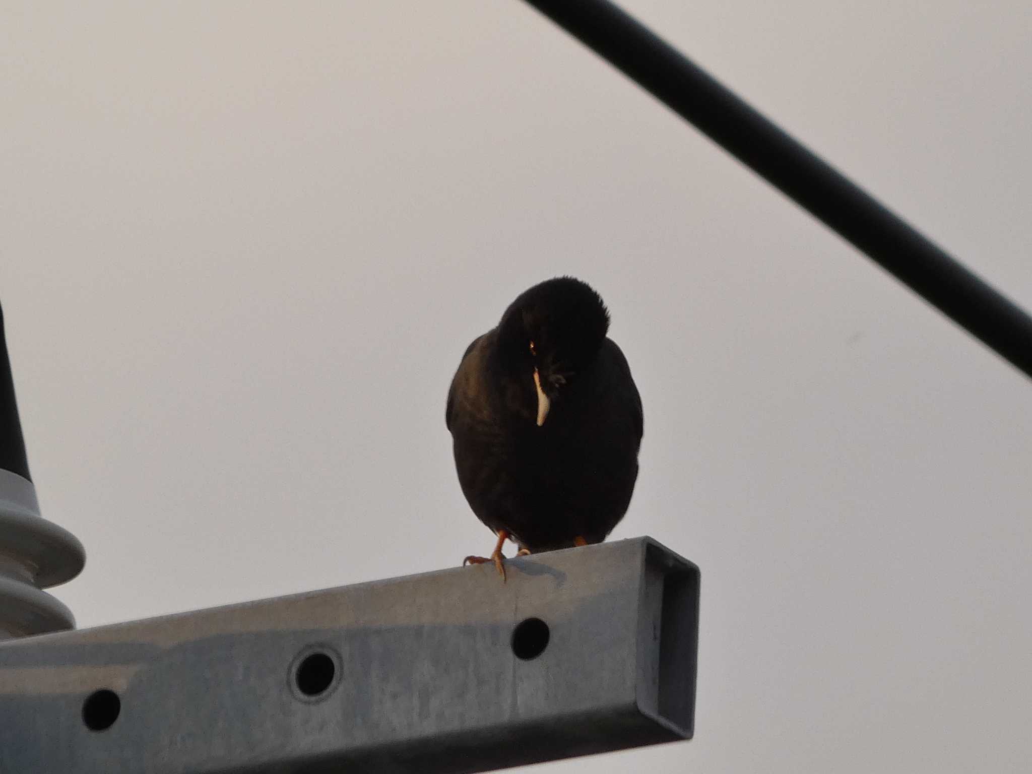 Crested Myna