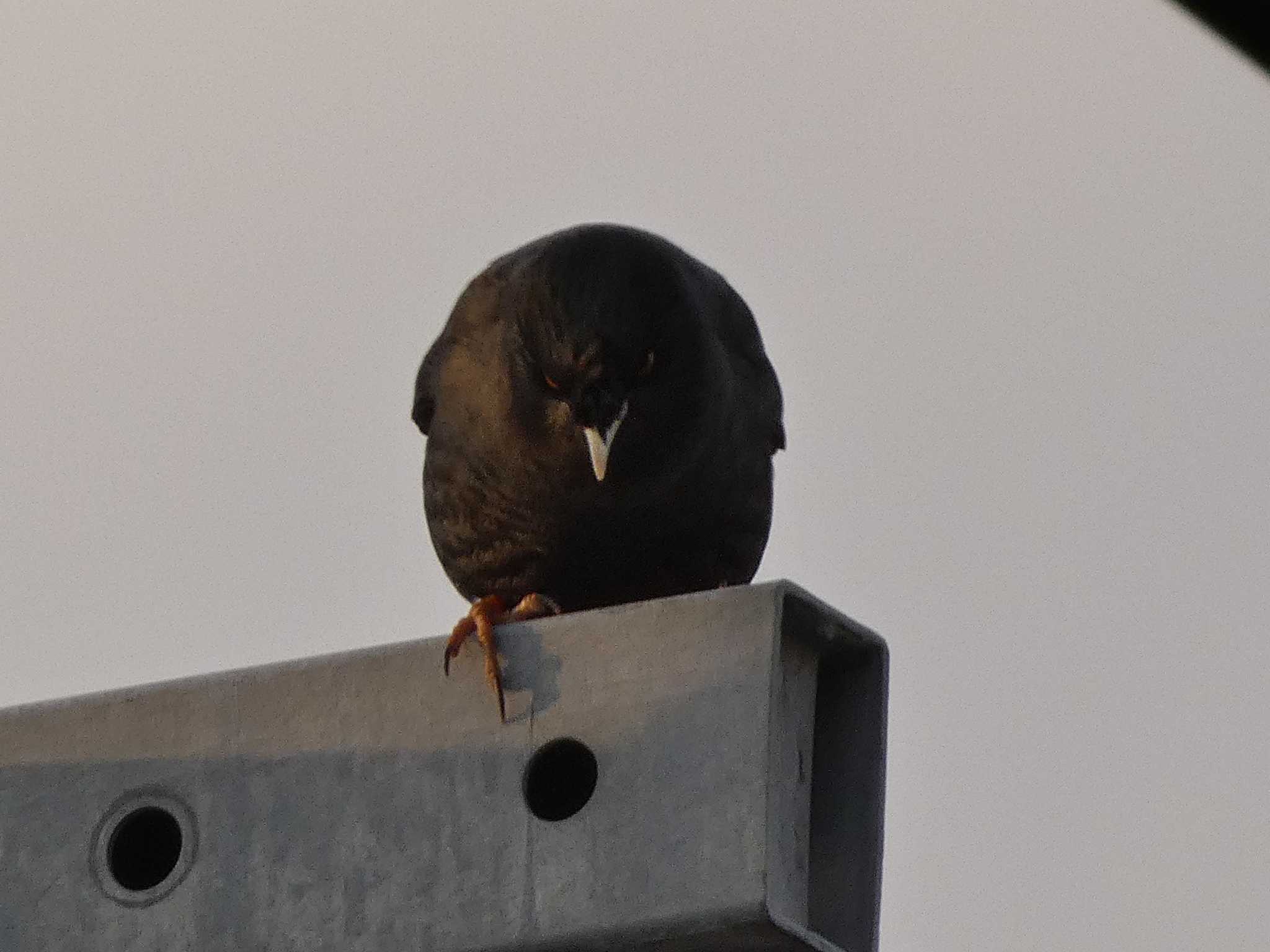 Crested Myna