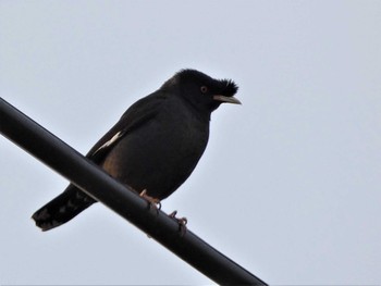 Sat, 4/2/2022 Birding report at 金井遊水地(金井遊水池)