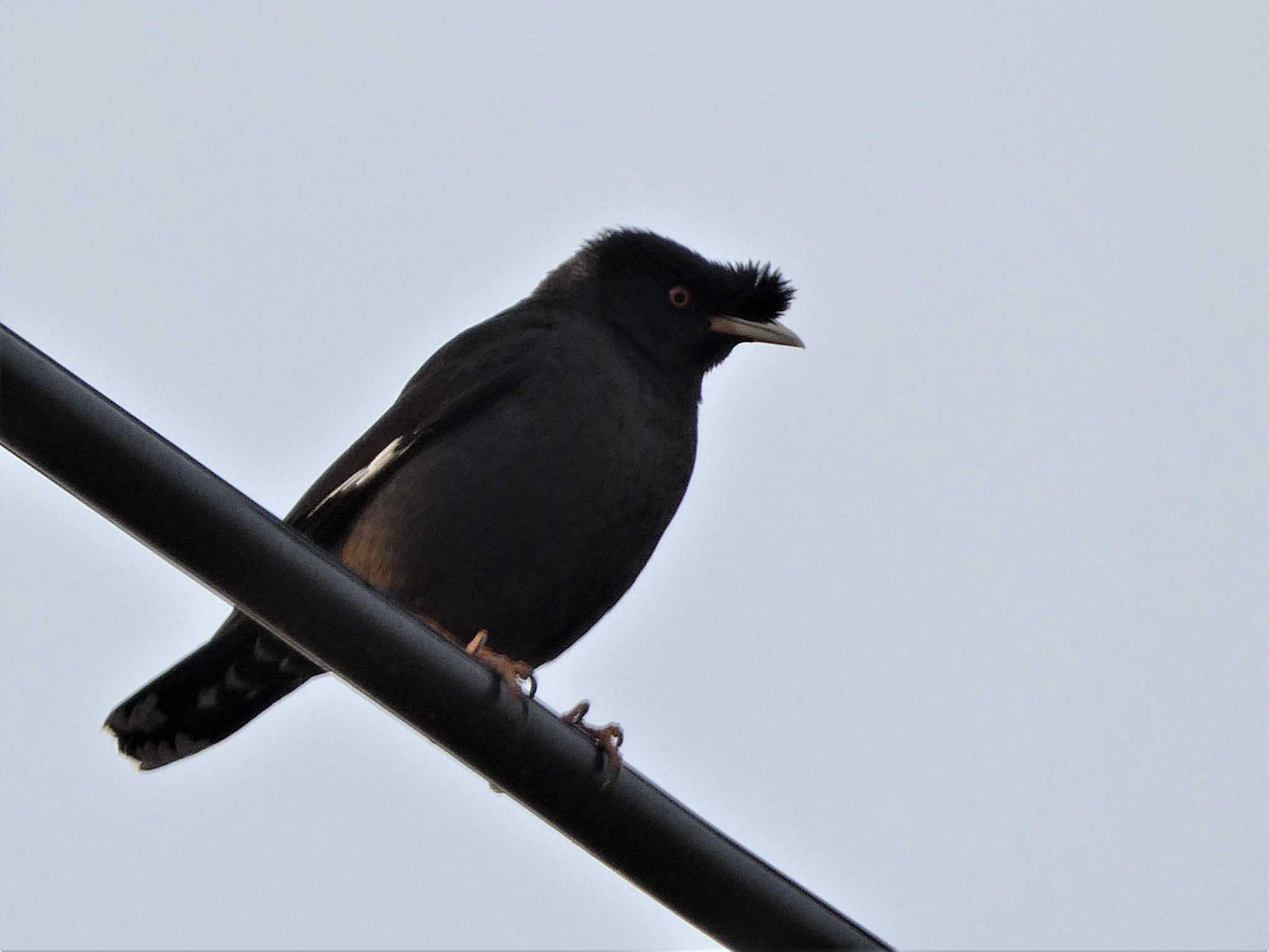 Crested Myna