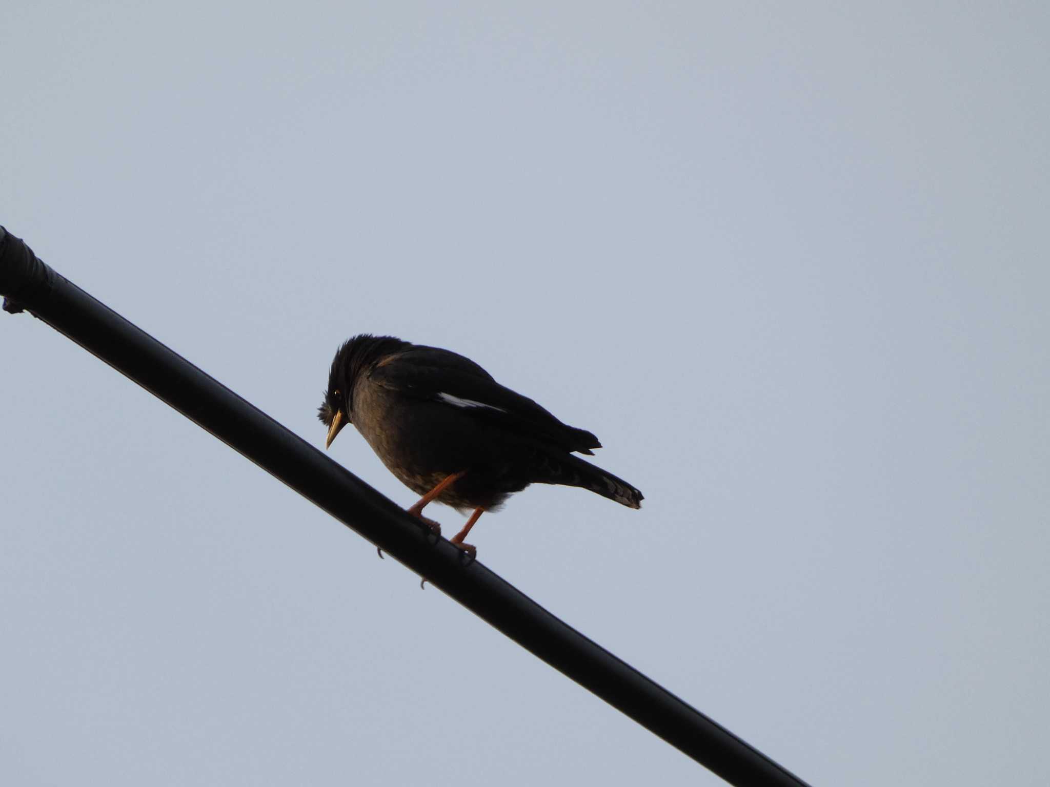 Photo of Crested Myna at 金井遊水地(金井遊水池) by koshi