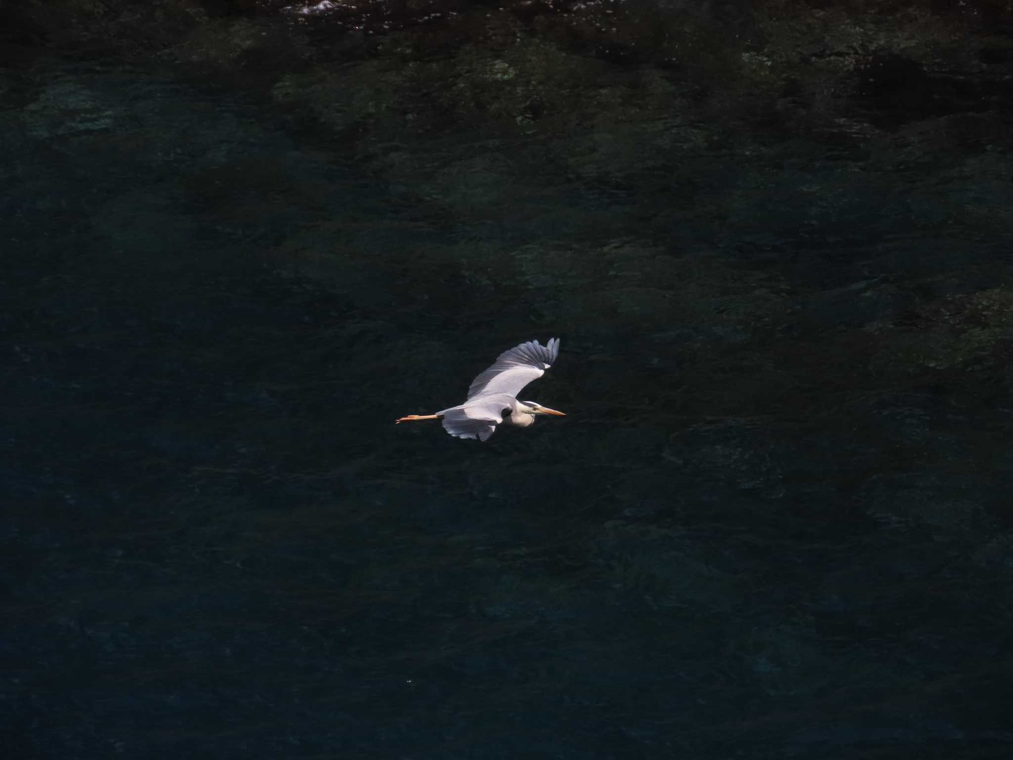 静岡県 アオサギの写真 by ぶんちょーず