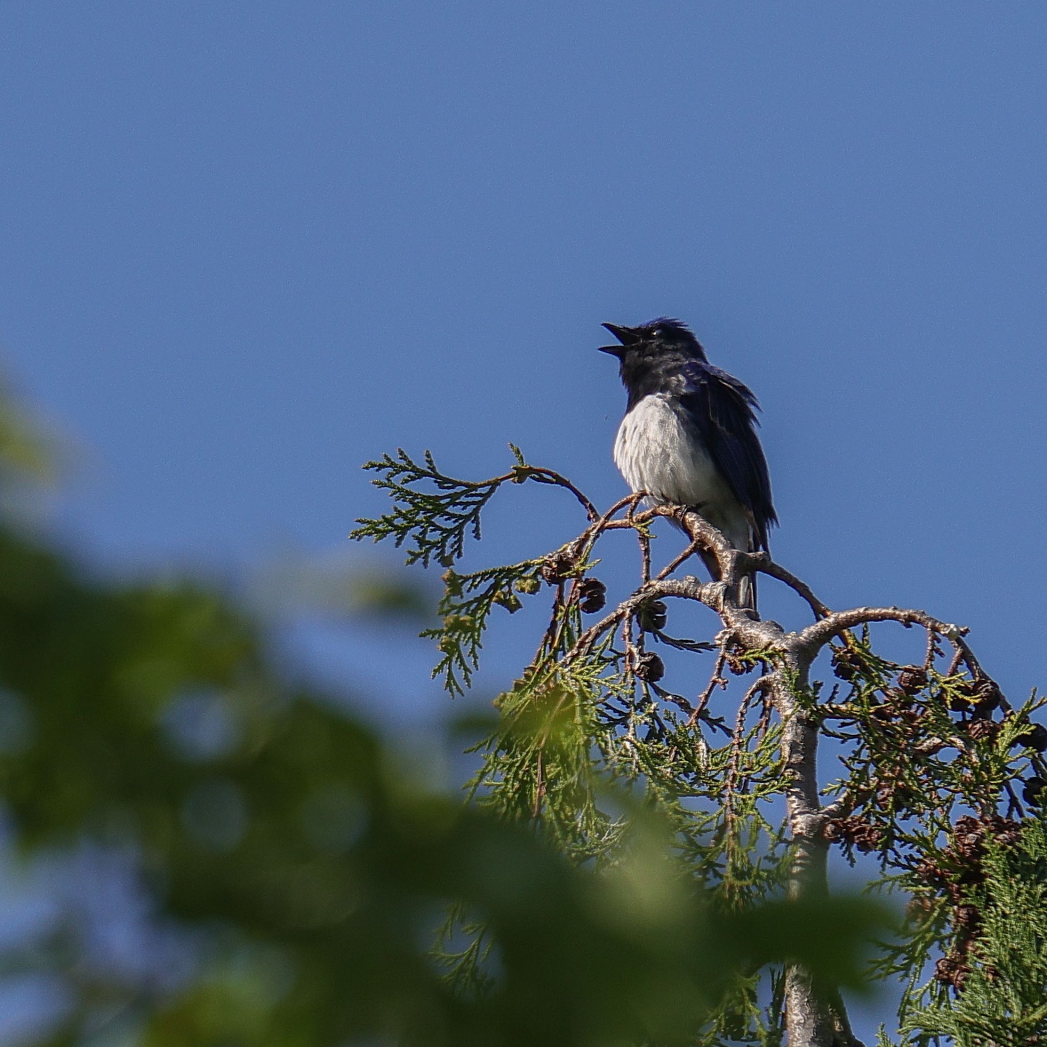 Photo of Blue-and-white Flycatcher at 岩屋堂公園(愛知県) by Sakamoto