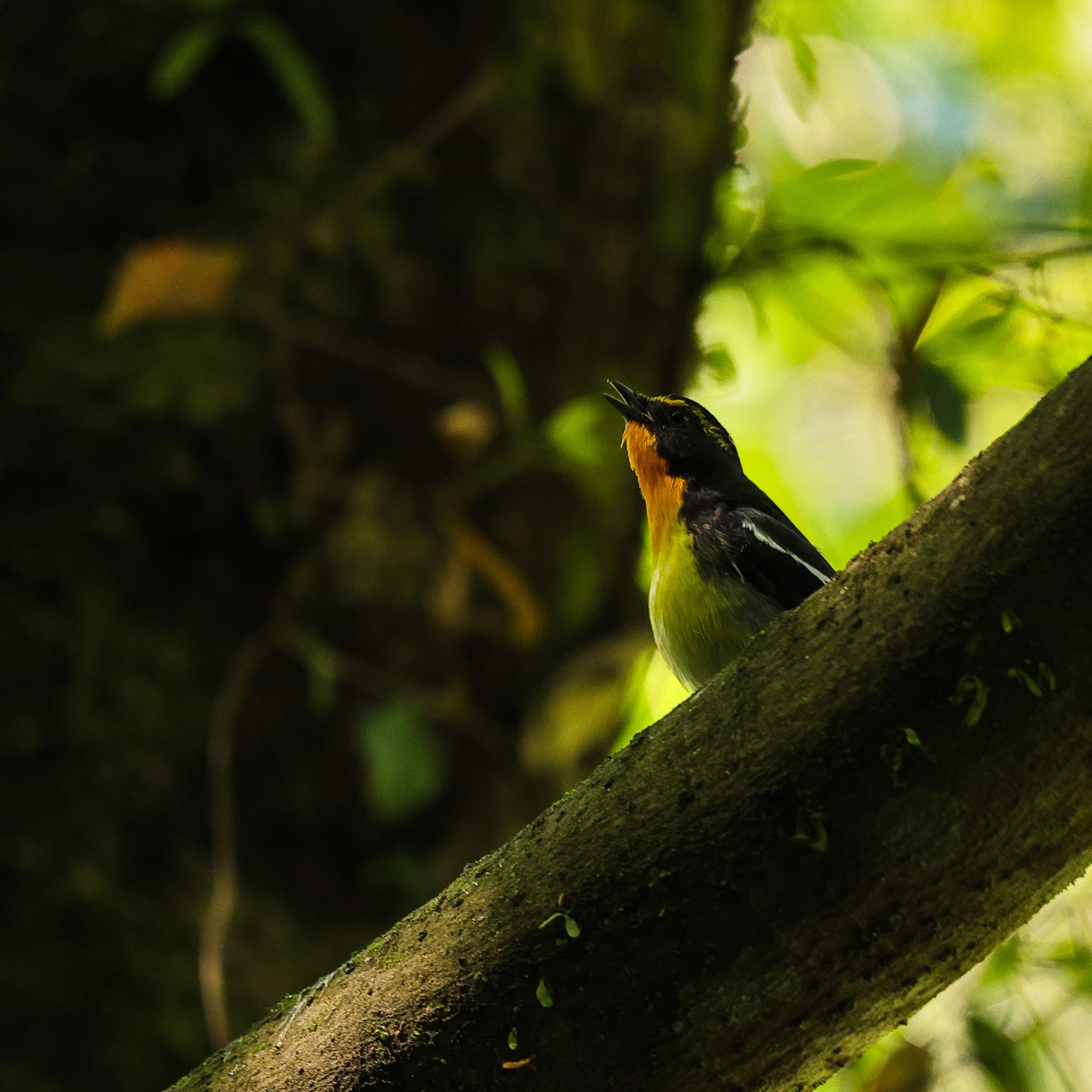 Photo of Narcissus Flycatcher at 岩屋堂公園(愛知県) by Sakamoto