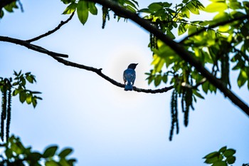 2022年5月4日(水) 早戸川林道の野鳥観察記録