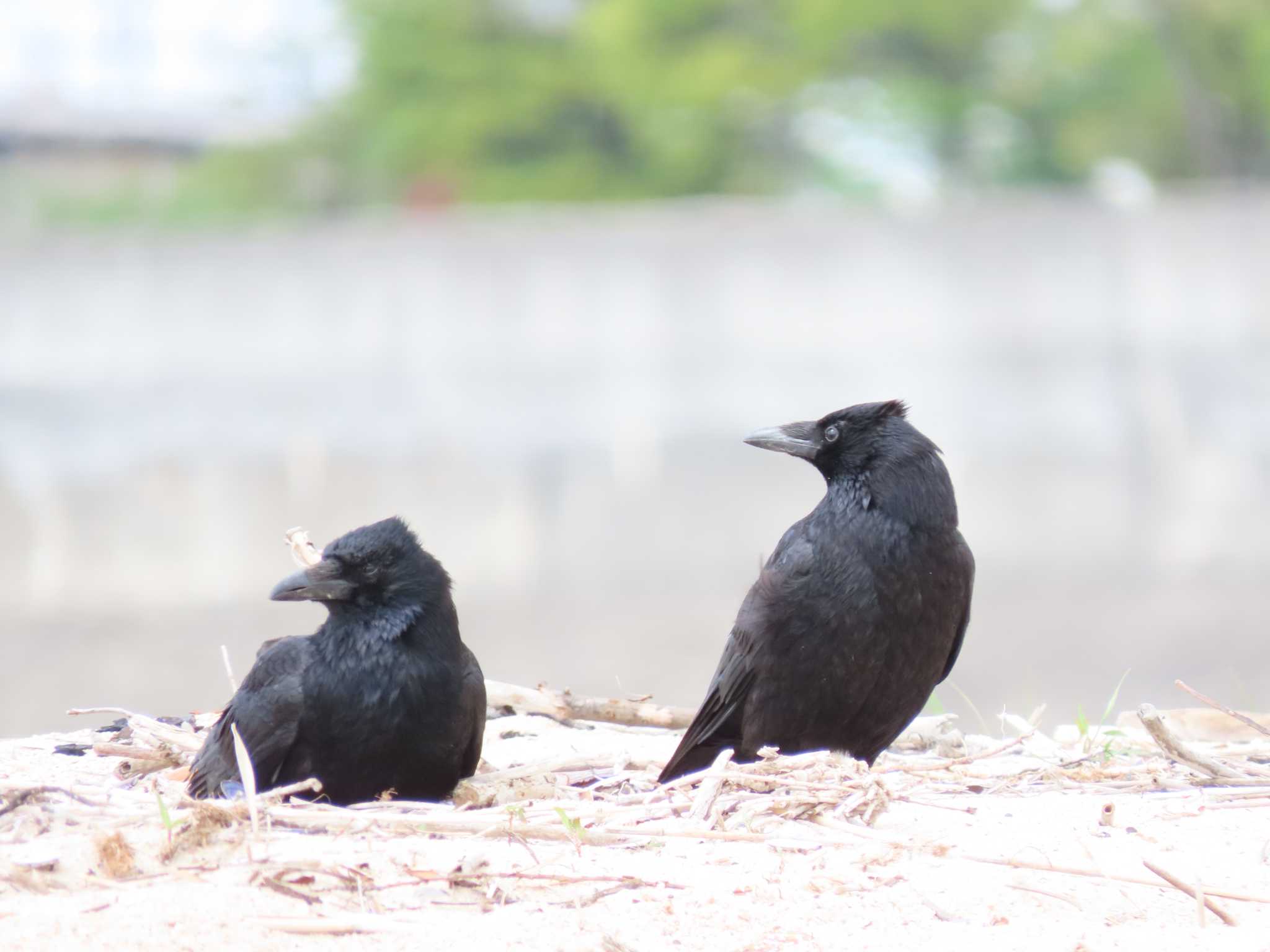 Photo of Carrion Crow at 高松干潟(四日市) by sword-fish8240