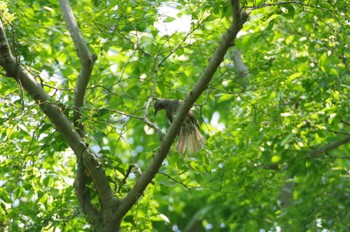 ヒヨドリ 茅ヶ崎里山公園 2022年5月4日(水)