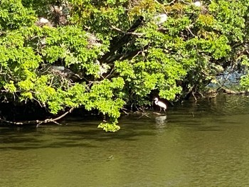 ダイサギ 千城台野鳥観察園 2022年5月4日(水)