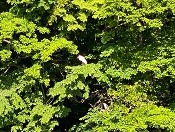 チュウサギ 千城台野鳥観察園 2022年5月4日(水)