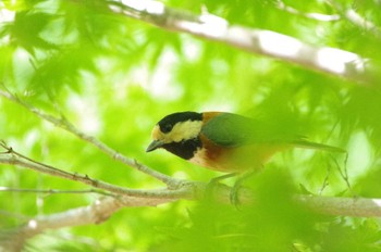 ヤマガラ 茅ヶ崎里山公園 2022年5月4日(水)