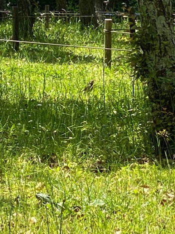 ムクドリ 青葉の森公園(千葉県) 2022年5月4日(水)