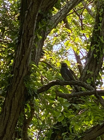 Wed, 5/4/2022 Birding report at Aobanomori Park