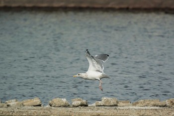 オオセグロカモメ 兵庫県明石市 2017年11月25日(土)