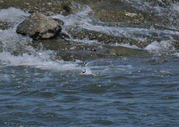 コアジサシ 多摩川二ヶ領宿河原堰 2022年5月4日(水)