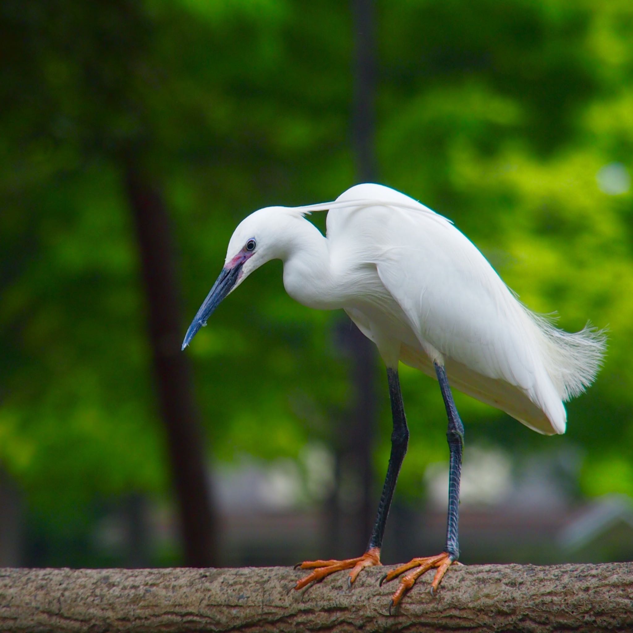 水元公園 コサギの写真 by 鳩麦玄米