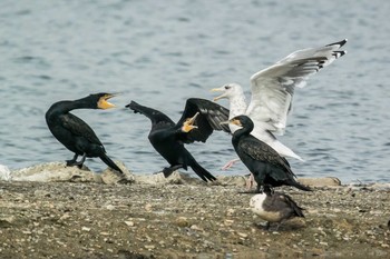 Slaty-backed Gull 兵庫県明石市 Sat, 11/25/2017