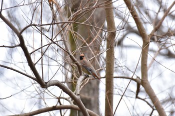 ヒレンジャク 秋ヶ瀬公園(ピクニックの森) 2022年3月19日(土)