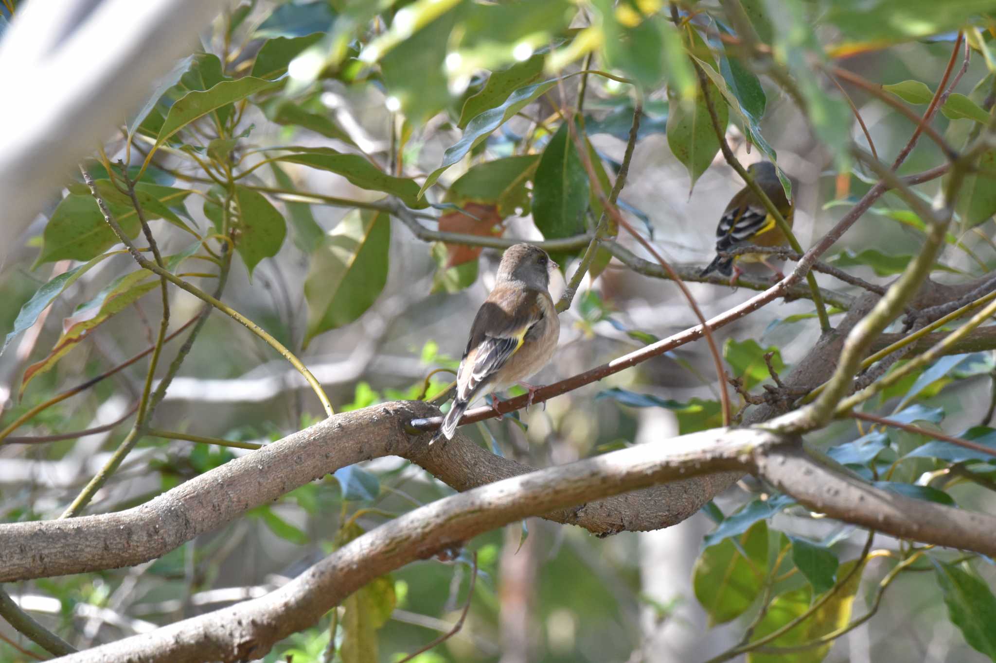 秋ヶ瀬公園(野鳥の森) カワラヒワの写真 by Kazuki_s