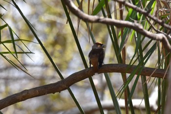 シメ 秋ヶ瀬公園(野鳥の森) 2022年3月19日(土)