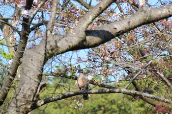 キジバト 見沼氷川公園 2022年4月10日(日)