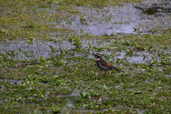 ツグミ 見沼氷川公園 2022年4月5日(火)