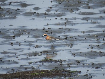 2022年5月4日(水) 谷津干潟の野鳥観察記録