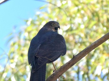 アカエリツミ Menindee, NSW, Australia 2021年12月31日(金)