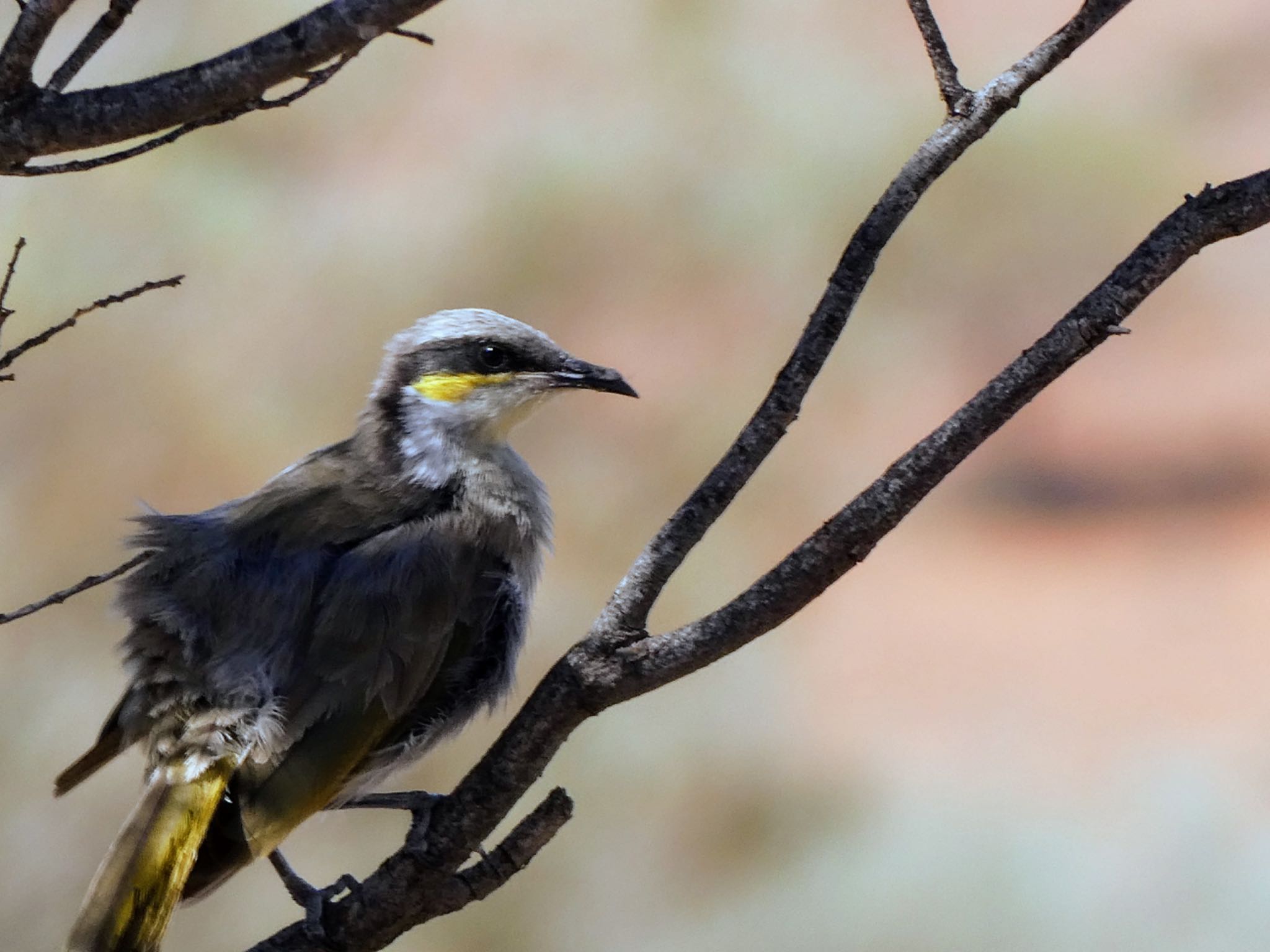 Photo of Singing Honeyeater at Living Desert State Park, Broken Hill, NSW, Australia by Maki
