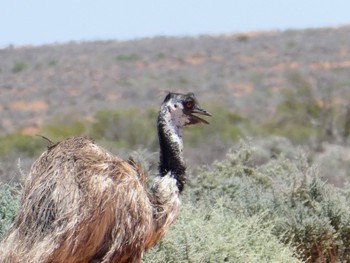 エミュー Kinchega National Park, Menindee, NSW, Australia 2021年12月31日(金)