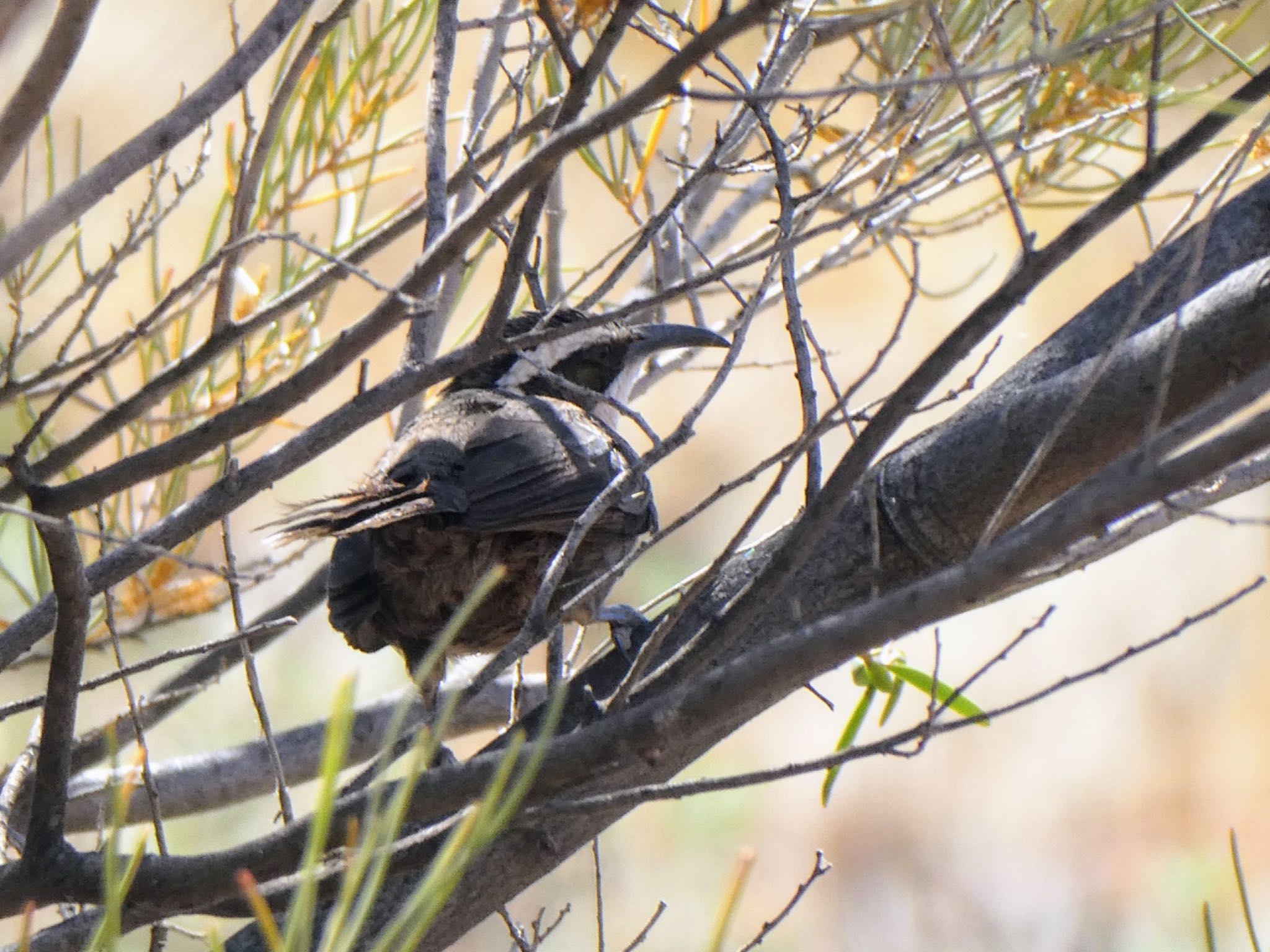 Living Desert State Park, Broken Hill, NSW, Australia マミジロオーストラリアマルハシの写真 by Maki