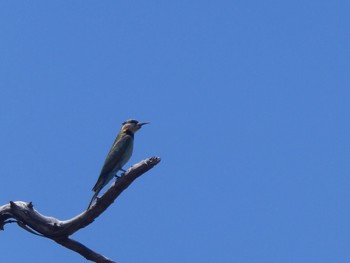 ハチクイ Kinchega National Park, Menindee, NSW, Australia 2021年12月31日(金)