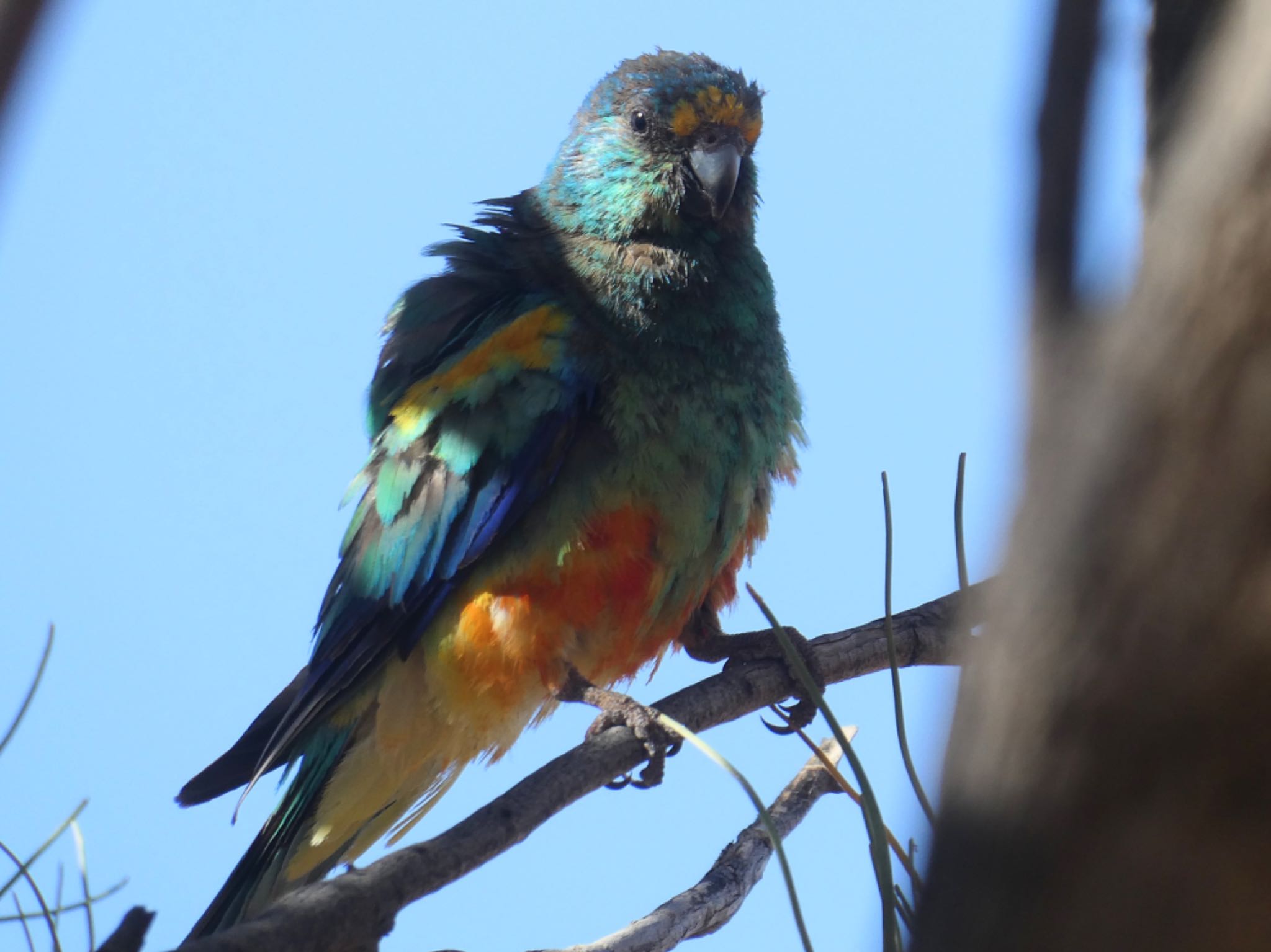 Photo of Mulga Parrot at Living Desert State Park, Broken Hill, NSW, Australia by Maki