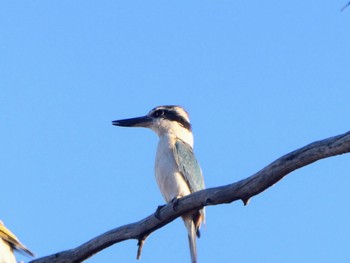 コシアカショウビン Broken Hill, nsw, Australia 2021年12月30日(木)