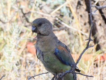 Mulga Parrot